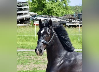 Oldenburg, Gelding, 4 years, 16.2 hh, Black