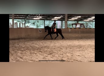 Oldenburg, Gelding, 4 years, 16,2 hh, Black