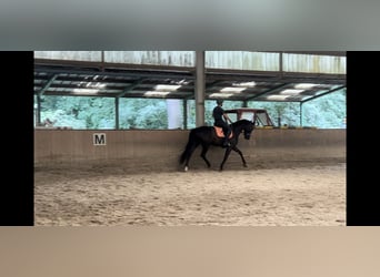 Oldenburg, Gelding, 4 years, 16,2 hh, Black