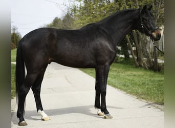Oldenburg, Gelding, 4 years, 16.2 hh, Brown