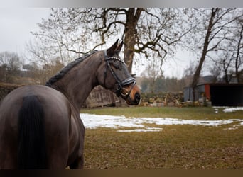 Oldenburg, Gelding, 4 years, 16.2 hh, Brown