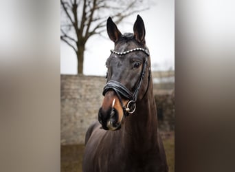 Oldenburg, Gelding, 4 years, 16.2 hh, Brown