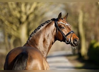 Oldenburg, Gelding, 4 years, 16.2 hh, Brown
