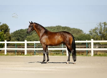 Oldenburg, Gelding, 4 years, 16.2 hh, Brown