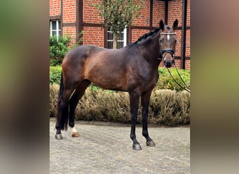 Oldenburg, Gelding, 4 years, 16.2 hh, Brown