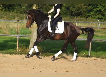 Oldenburg, Gelding, 4 years, 16,2 hh, Brown