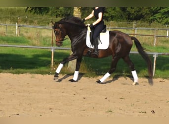 Oldenburg, Gelding, 4 years, 16,2 hh, Brown