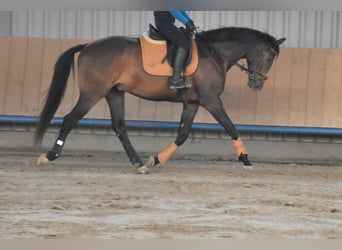 Oldenburg, Gelding, 4 years, 16,2 hh, Brown