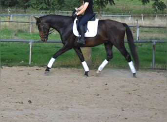 Oldenburg, Gelding, 4 years, 16,2 hh, Brown