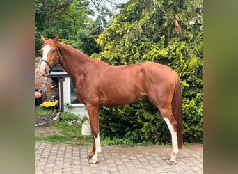Oldenburg, Gelding, 4 years, 16.2 hh, Chestnut