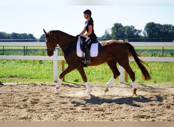 Oldenburg, Gelding, 4 years, 16.2 hh, Chestnut