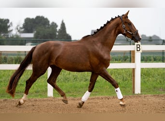 Oldenburg, Gelding, 4 years, 16.2 hh, Chestnut