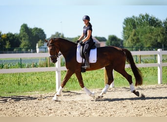 Oldenburg, Gelding, 4 years, 16.2 hh, Chestnut