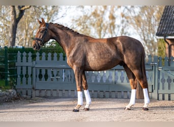 Oldenburg, Gelding, 4 years, 16.2 hh, Chestnut