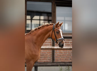 Oldenburg, Gelding, 4 years, 16.2 hh, Chestnut-Red