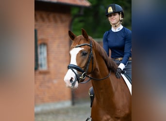 Oldenburg, Gelding, 4 years, 16.2 hh, Chestnut-Red