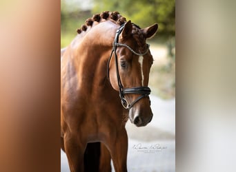 Oldenburg, Gelding, 4 years, 16.2 hh, Chestnut-Red