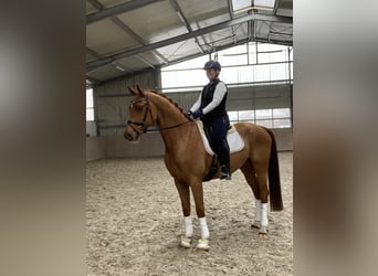 Oldenburg, Gelding, 4 years, 16.2 hh, Chestnut-Red