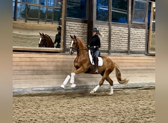 Oldenburg, Gelding, 4 years, 16.2 hh, Chestnut-Red