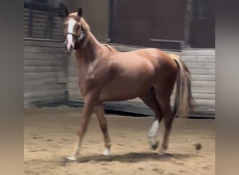 Oldenburg, Gelding, 4 years, 16.2 hh, Chestnut-Red