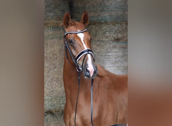 Oldenburg, Gelding, 4 years, 16,2 hh, Chestnut-Red