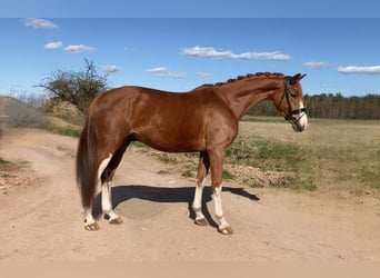 Oldenburg, Gelding, 4 years, 16.2 hh, Chestnut-Red