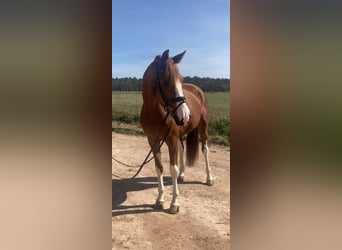 Oldenburg, Gelding, 4 years, 16.2 hh, Chestnut-Red