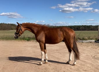 Oldenburg, Gelding, 4 years, 16.2 hh, Chestnut-Red