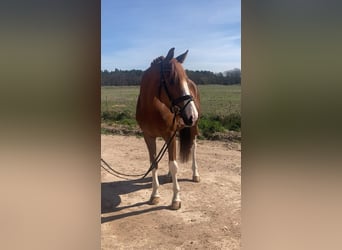 Oldenburg, Gelding, 4 years, 16.2 hh, Chestnut-Red