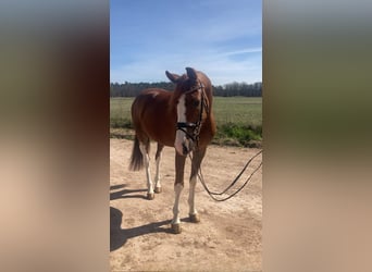 Oldenburg, Gelding, 4 years, 16.2 hh, Chestnut-Red
