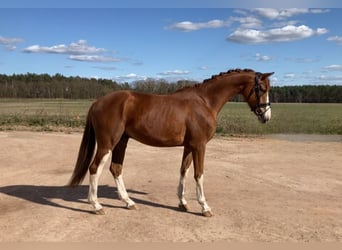 Oldenburg, Gelding, 4 years, 16.2 hh, Chestnut-Red