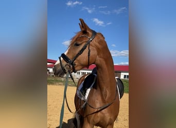 Oldenburg, Gelding, 4 years, 16.2 hh, Chestnut-Red