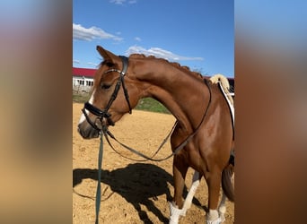 Oldenburg, Gelding, 4 years, 16.2 hh, Chestnut-Red