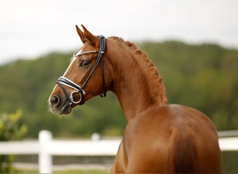 Oldenburg, Gelding, 4 years, 16.2 hh, Chestnut-Red