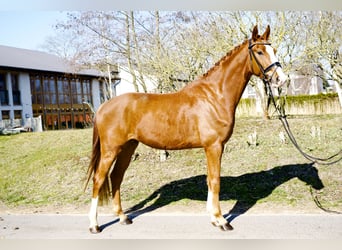 Oldenburg, Gelding, 4 years, 16,2 hh, Chestnut-Red