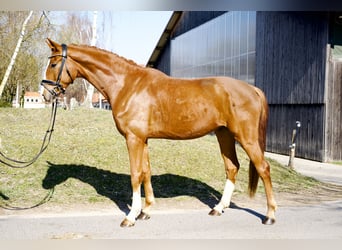 Oldenburg, Gelding, 4 years, 16,2 hh, Chestnut-Red