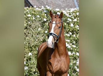 Oldenburg, Gelding, 4 years, 16.2 hh, Chestnut-Red