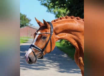 Oldenburg, Gelding, 4 years, 16,2 hh, Chestnut-Red