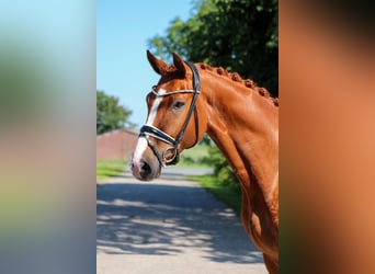 Oldenburg, Gelding, 4 years, 16,2 hh, Chestnut-Red