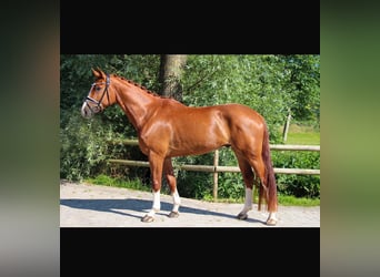 Oldenburg, Gelding, 4 years, 16,2 hh, Chestnut-Red