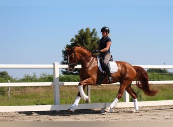 Oldenburg, Gelding, 4 years, 16,2 hh, Chestnut-Red