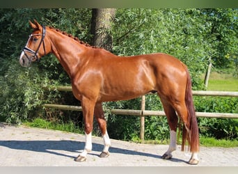 Oldenburg, Gelding, 4 years, 16,2 hh, Chestnut-Red