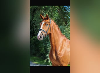 Oldenburg, Gelding, 4 years, 16,2 hh, Chestnut-Red