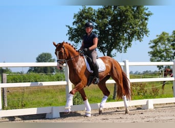 Oldenburg, Gelding, 4 years, 16,2 hh, Chestnut-Red