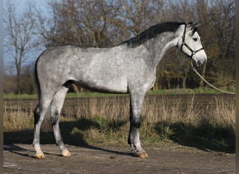 Oldenburg, Gelding, 4 years, 16.2 hh, Gray