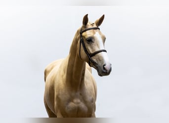 Oldenburg, Gelding, 4 years, 16,2 hh, Palomino