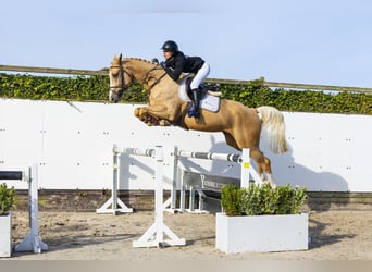 Oldenburg, Gelding, 4 years, 16,2 hh, Palomino