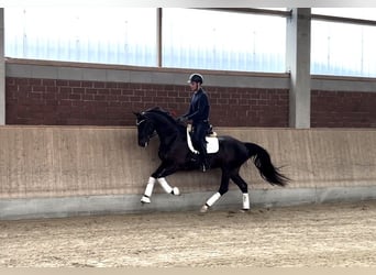 Oldenburg, Gelding, 4 years, 16.2 hh, Smoky-Black