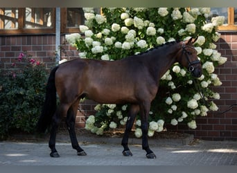 Oldenburg, Gelding, 4 years, 16.3 hh, Bay-Dark
