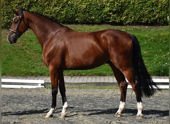 Oldenburg, Gelding, 4 years, 16.3 hh, Bay-Dark